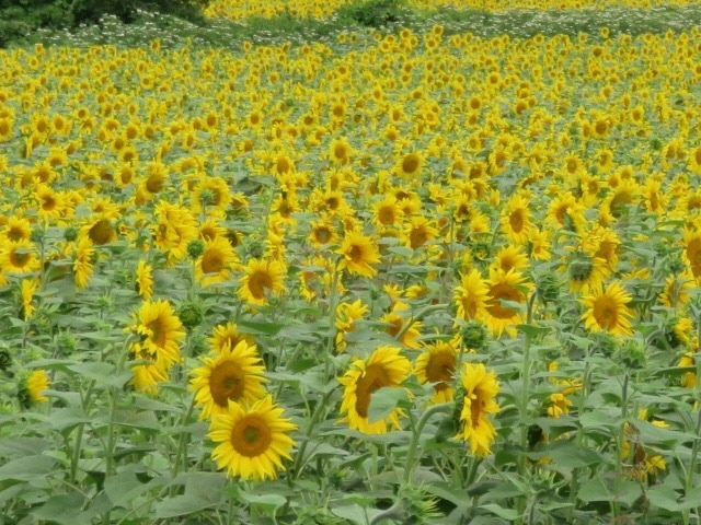 Sunflowers looking west - must be close to sunset 