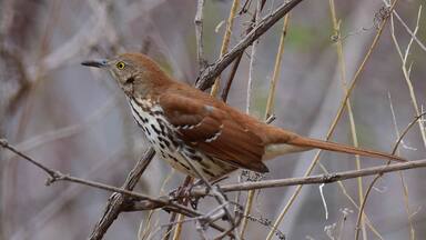 This beautiful brown thrasher was a willing subject when I stopped at one of the many wildlife areas along Route 84.