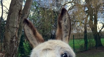 This donkey really likes carrots and visitors.