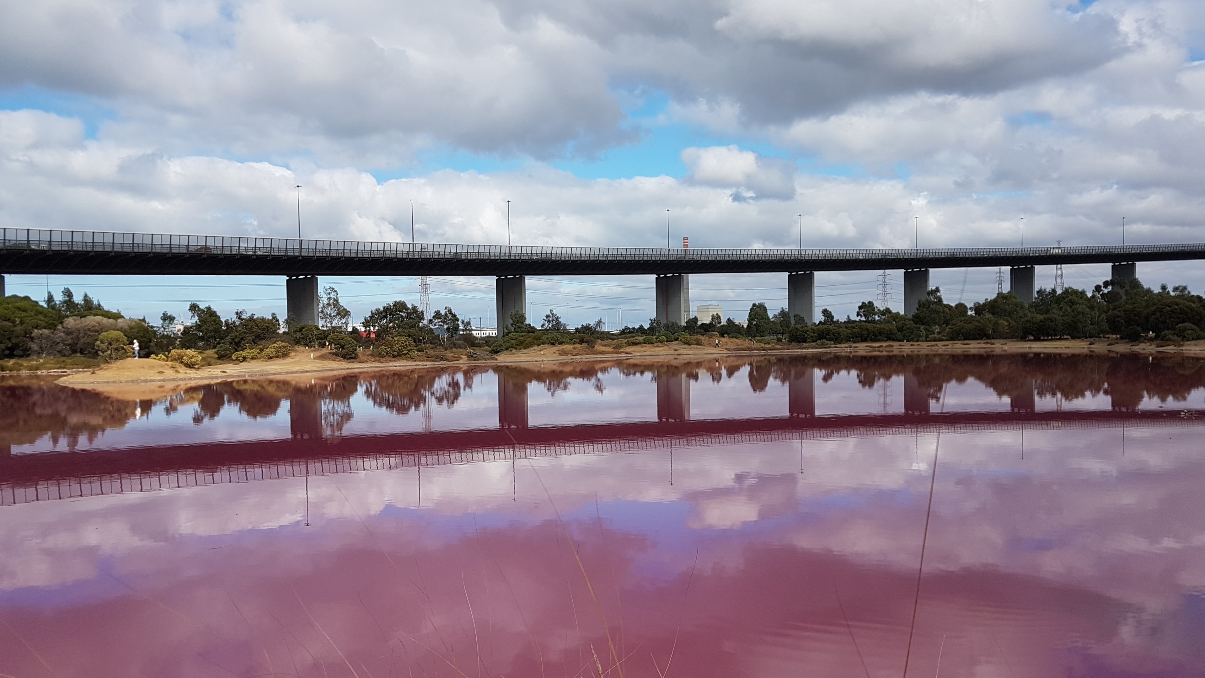 Westgate Lake turns pink. A combination  of high salt and algae. Westgate bridge reflection.