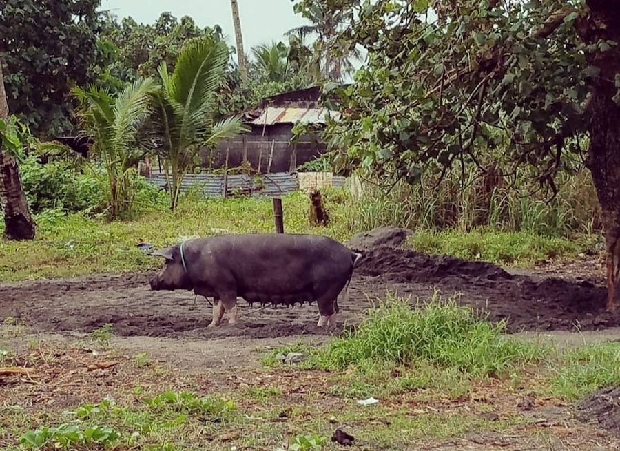 Usually in the province, people owns pigs. They breed pigs which can be a source of income. They sell meat and other pork products. One famous must try food in the Philippines is lechon- a roasted crispy pig stuffed with herbs, spices and condiments. It is skewered into a bamboo pole and cooked under heated coals. You will find lechon in almost all occasions in the Philippines. So yeah, meet our neighbor's pig.
Near our street is an old Jesuit seminary ruins. Our town Dulag was bombed by carrier planes from Oct 17-20,1944 during World War II. Dulag is known as the liberation town. American troops battled with Japanese forces, freeing our coastal town. #Culture