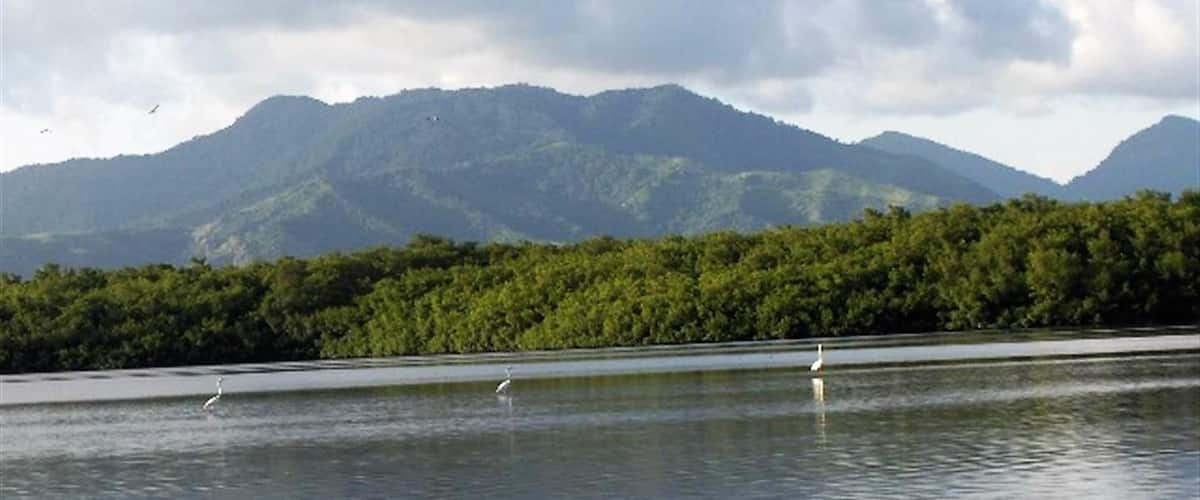 Nariva Swamp in Trinidad. Caribbean's largest and most bio-diverse freshwater wetland. An incredible place.