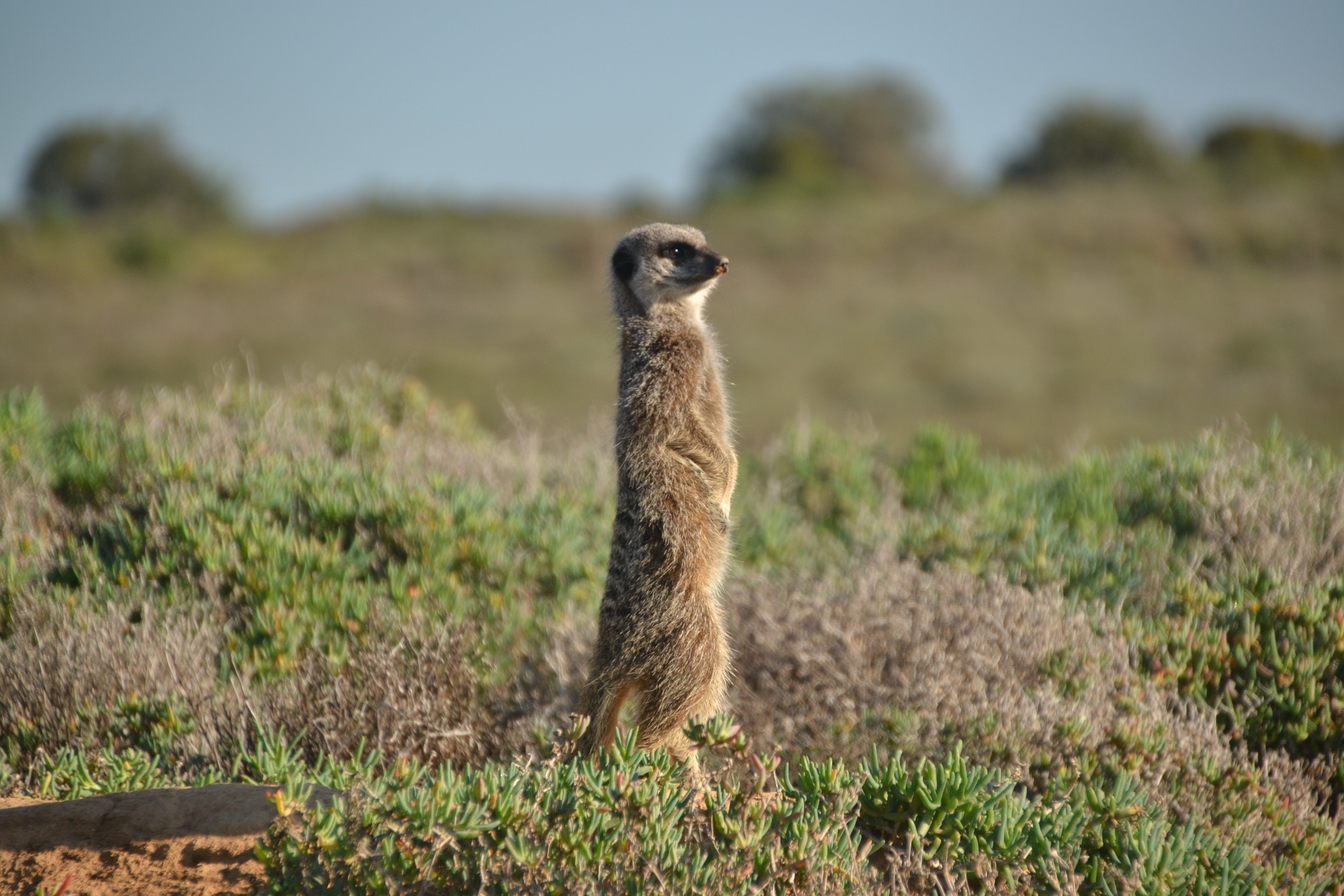 10 Fun Things to Do in Oudtshoorn October 2022 Expedia