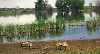 Geese family at McKay Lake