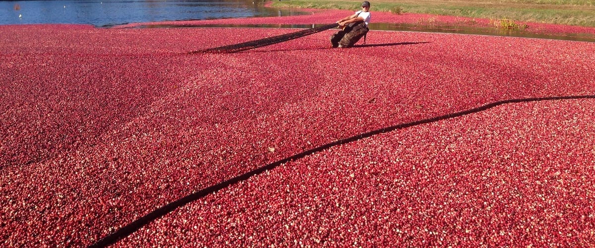 Mayflower Cranberries is one of the few places where you can actually participate in the cranberry harvest!  For $50, you get to put on a pair of waders, grab a rake, and head into the bog.  The owners and workers are super friendly and knowledgeable and it's a very fun way to experience one of New England's fall traditions!
Read about my experience here: http://www.thecuriouszephyr.com/2014/01/hi-ho-cranberry-bog.html