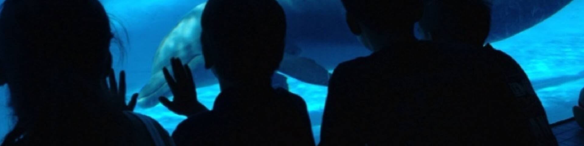 The underwater room gives you a great view of the dolphin show at the Texas State Aquarium. And it's air-conditioned, unlike the poolside view.