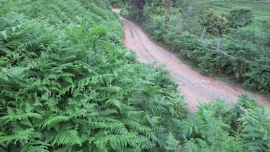 A road in the hills above a town called Chakvi - located close to the Black Sea on the coast of the country of Georgia.

It has an interesting landscape - bamboo and tea plants.  