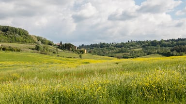 Beautiful view on the wide meadow, Cusignano.