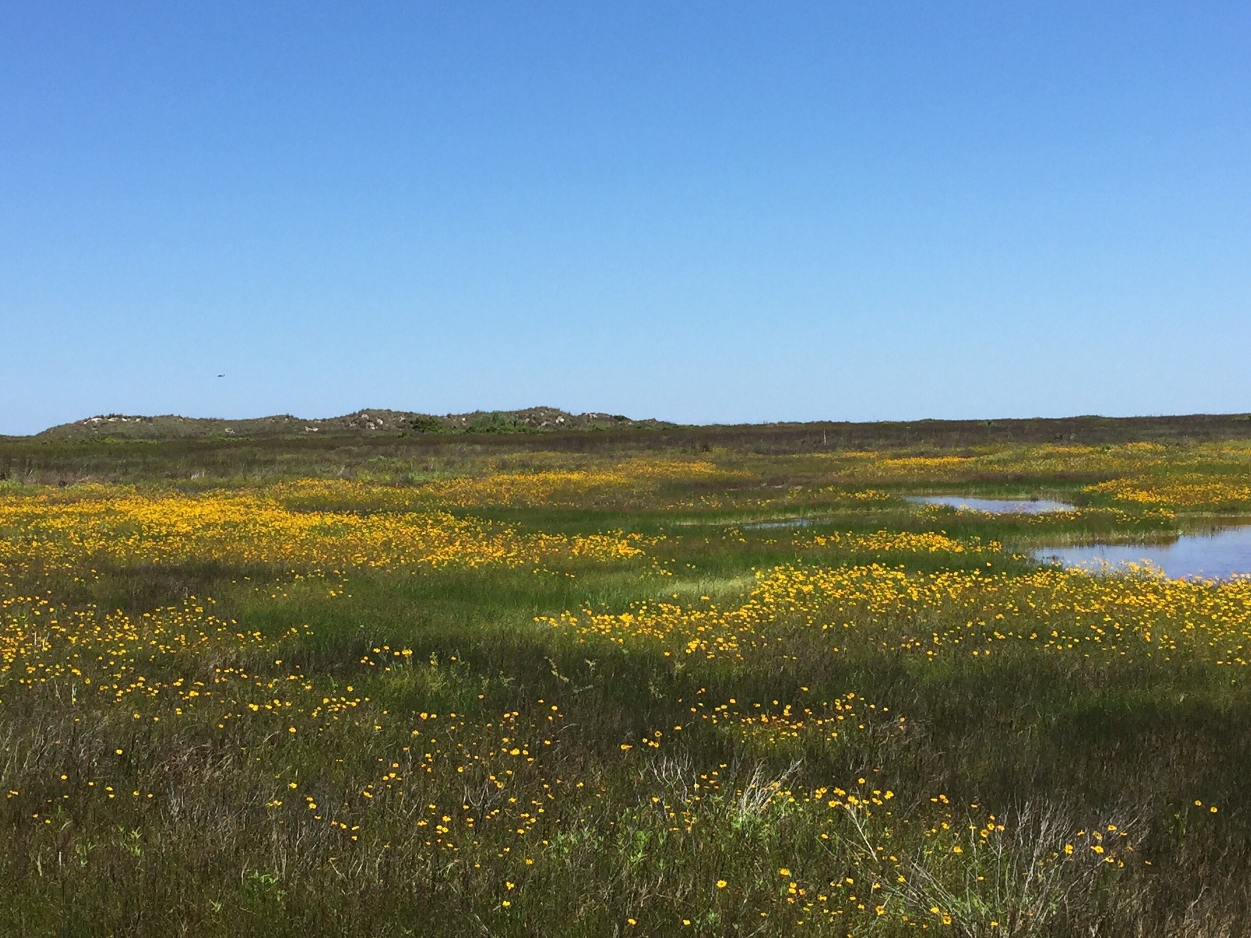Padre Island National Seashore, Texas, United States of America