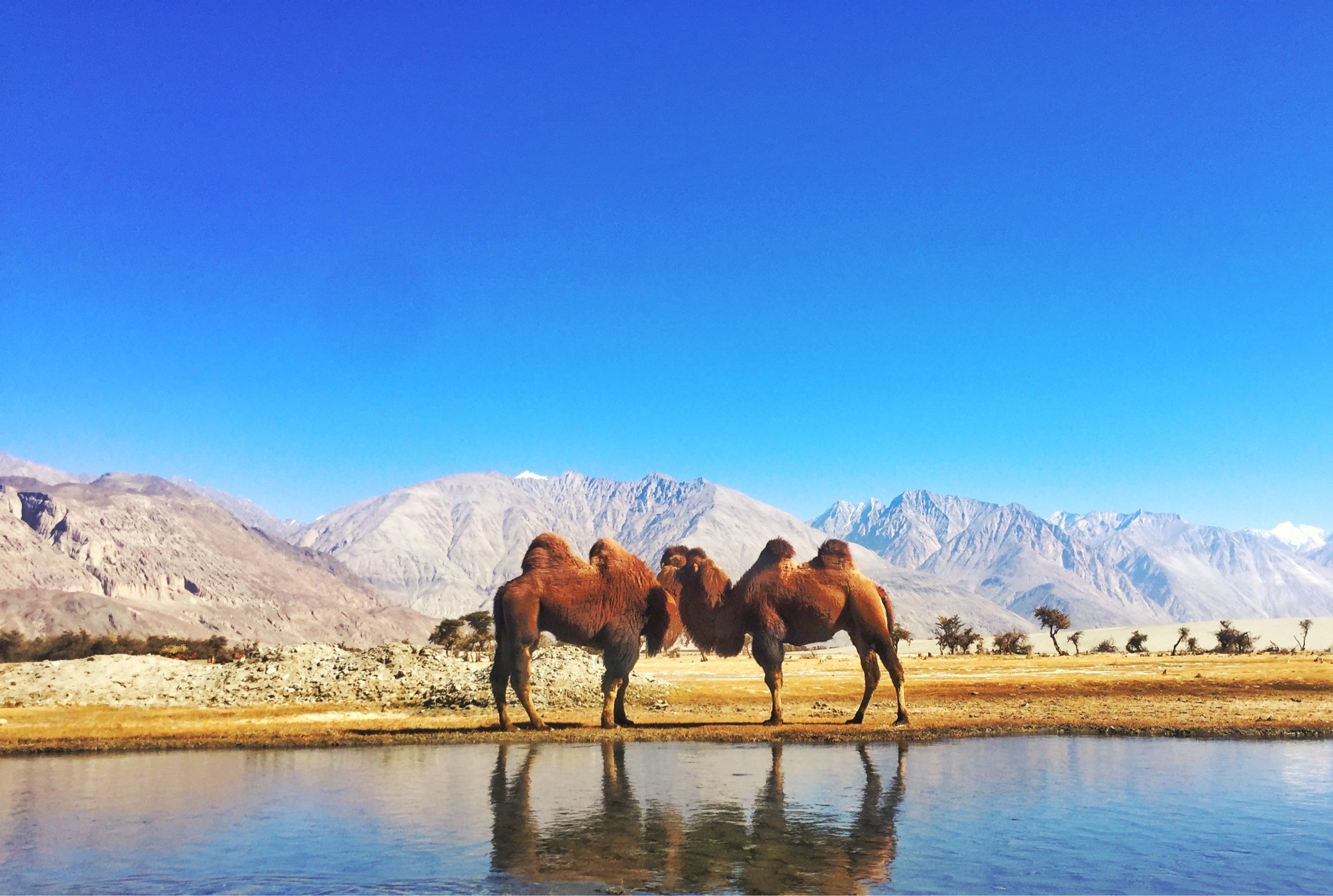 Double hump camel or bactarian camel is found mostly in Central Asia but in Ladakh we have a sizeable population as it is proctected. In this picture we see two of them just after finishing with drinking water.