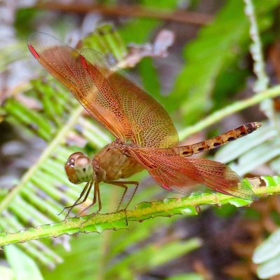 Slow down, look around. There's beauty everywhere! Dragonfly in Langkawi, Malaysia