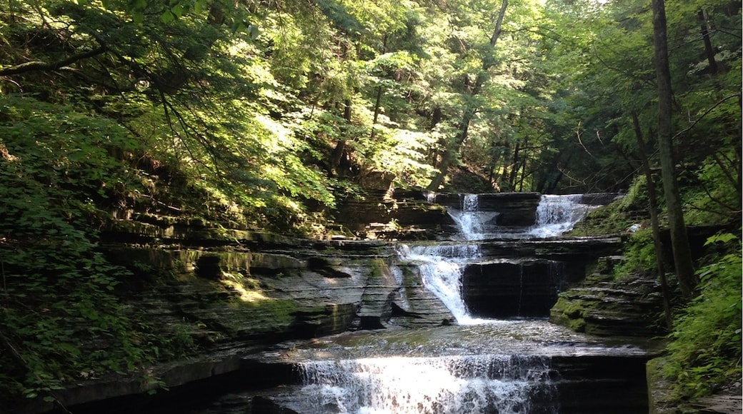 Foto por Linda Nisbett