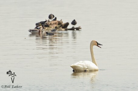 value: "A lone trumpeter swan cruising around above the dam."
