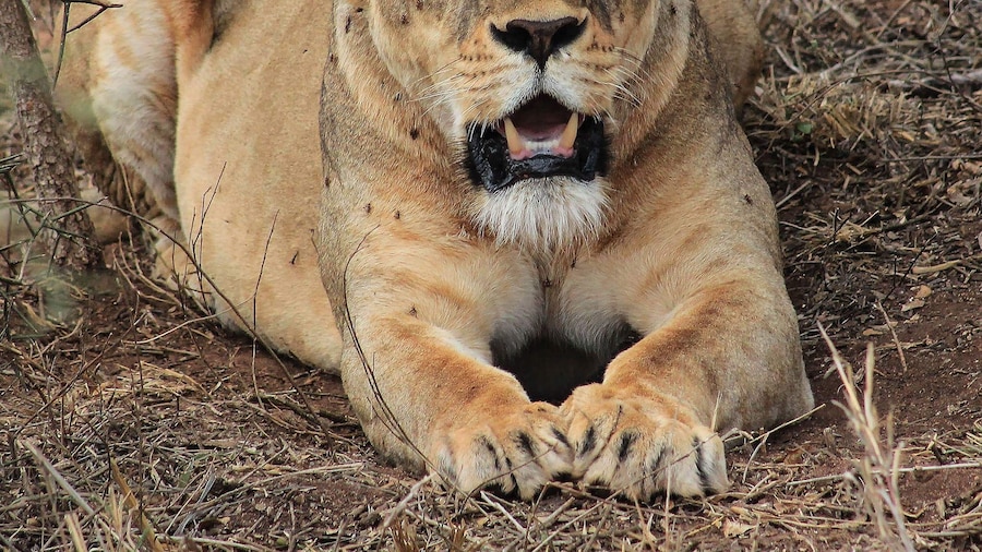 Fantastic place to stay and spend time with the wild animals. Perfect adventure. Thus was taken from our private jeep about 10-15 feet away