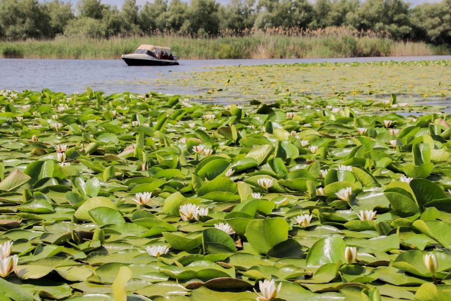 Exploring the Danube Delta from a Canoe: http://cityoftheweek.net/2016/12/08/danube-delta-canoe/