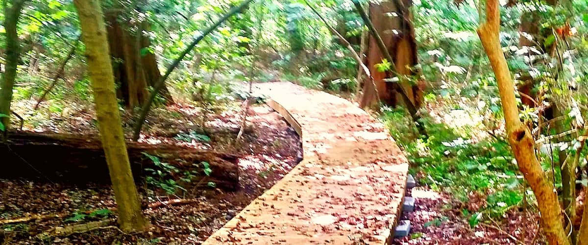 Wetland boardwalks through the bald cypress swamp.