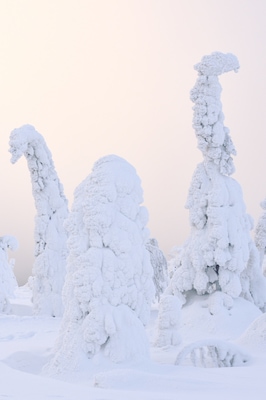 When snow covered trees turn into special creatures :)