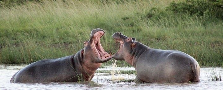 This was an unbelievable experience, Hippos play fighting!  I adore South Africa, and thankfully I had local knowledge.  If you want to do a safari in SA (and why wouldn't you!) please don't be scared to travel a little further afield.  Our travel agent was going to book us at a reserve in the Cape, which looked lovely, but for a 3 star lodge the prices were SO much higher than this amazing spot.  We flew from PE to Durban and stayed at 5 star Nambiti Hills for three nights, all for less money than it would have cost to drive to the one that was near us in the Cape, and only stay for 2 nights.

I would also say be careful and research your animal experiences in SA carefully.  I can't say enough about the Nambiti Reserve, it's stunning and properly wild.  Some of the reserves in the Cape split some of the animals into separate areas of the parks.  To me that's not the true safari experience.