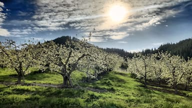 A little known fact: Leavenworth is #1 pear growers in the nation.  I came across miles and miles of pear trees with blossoms while driving around in Leavenworth, spring is now my favorite time to visit this cute little Bavarian Village surrounded by beautiful mountains.  :)
#SpringFun