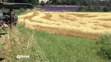 Green field, tractor, mown wheat, lavender and a hilltop town. How gorgeous is Cote de Rhone, Provence? #colorful