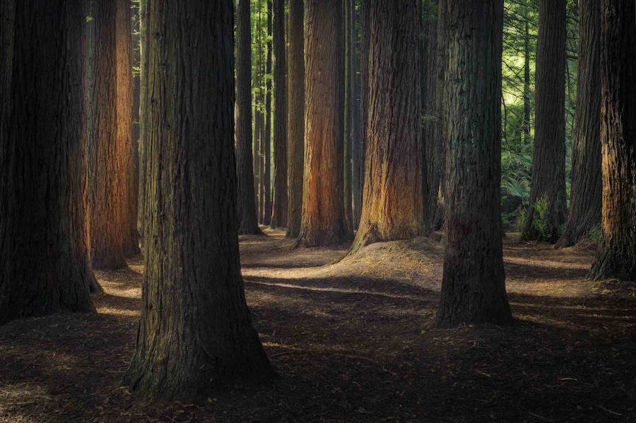 The majestic Californian Redwoods planted in the Great Otways National Park in 1936. A magical place to explore.