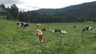Nice walk around the Titisee, hanging out with these guys :) 
