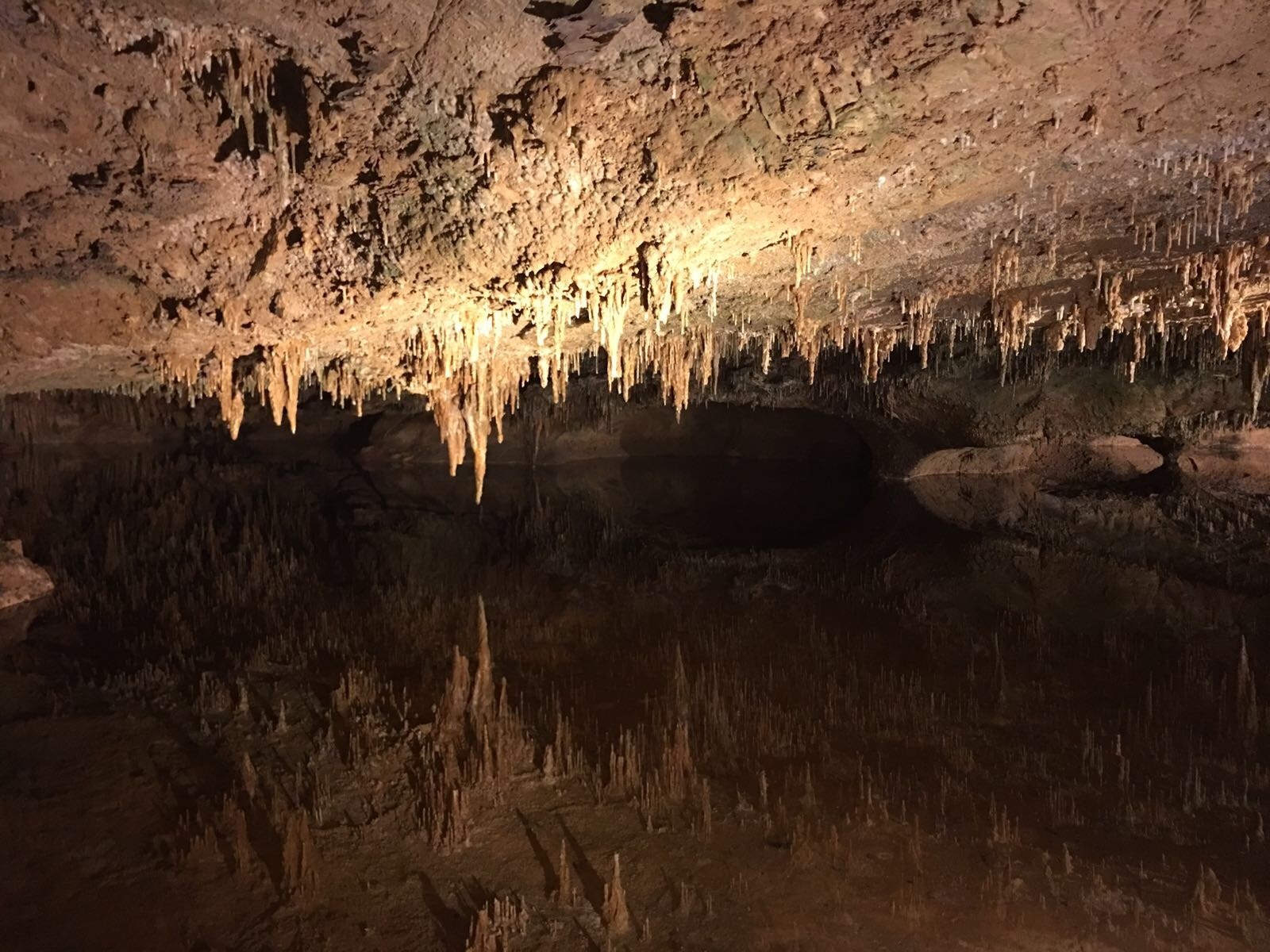 can i bring my dog to luray caverns