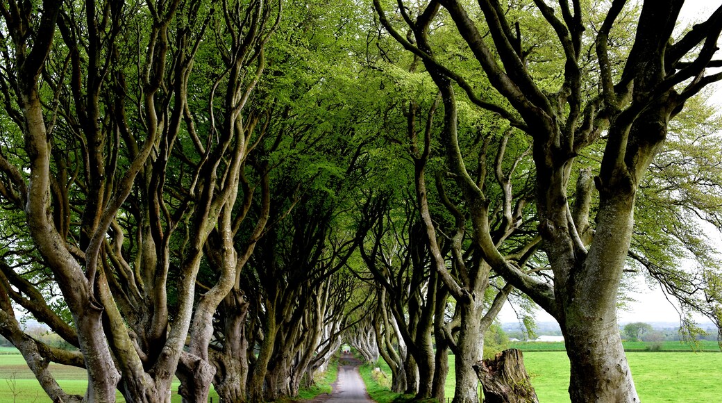 The Dark Hedges, Ballymoney, Northern Ireland, United Kingdom