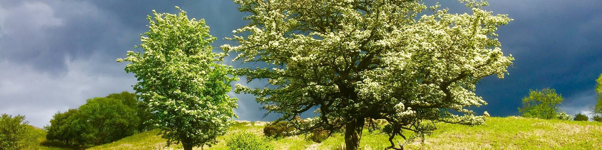 Bright sun on hawthorn and dark skies