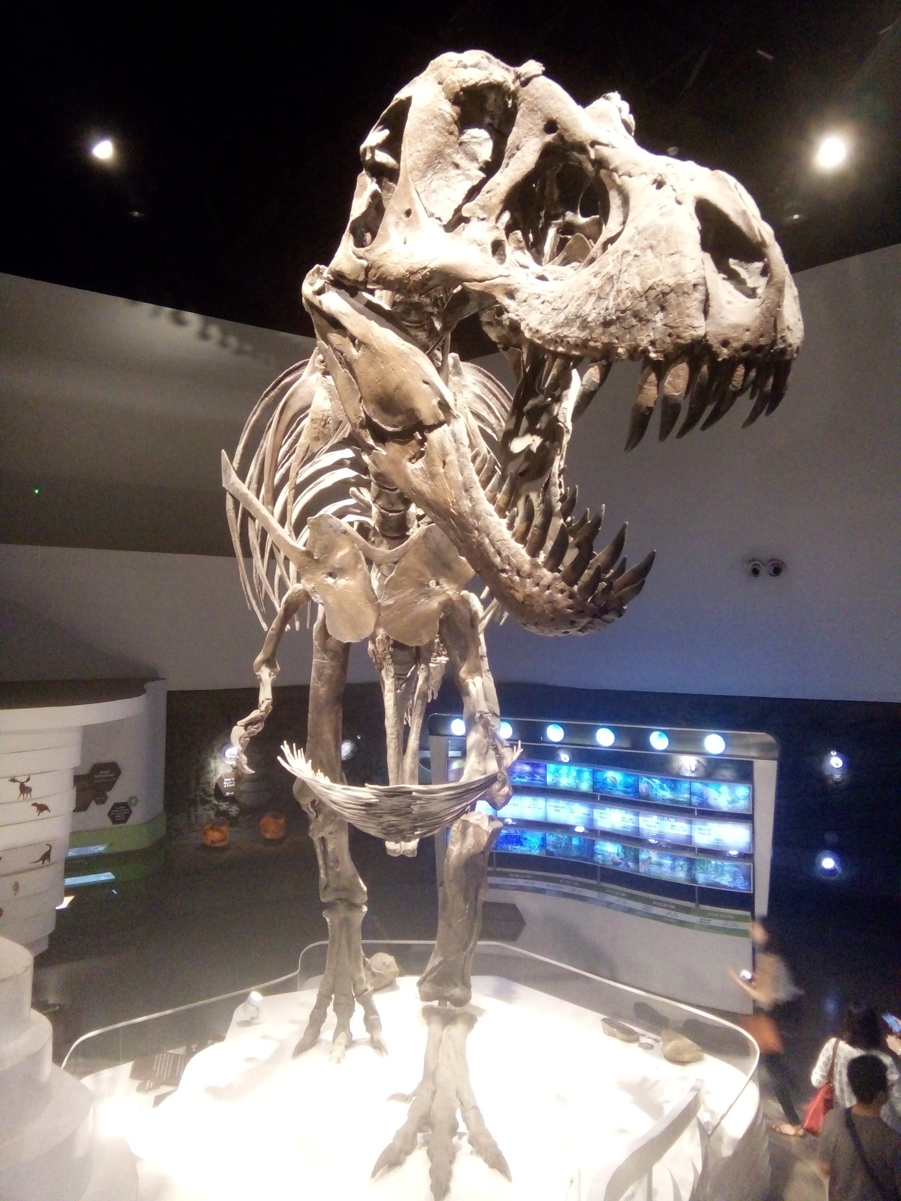 Stan, T-Rex Exhibit with cast made from real fossils 🐲 Visit Mind Museum for more thrilling activities that enhances your knowledge about SCIENCE. 🌎🌋⚡  
