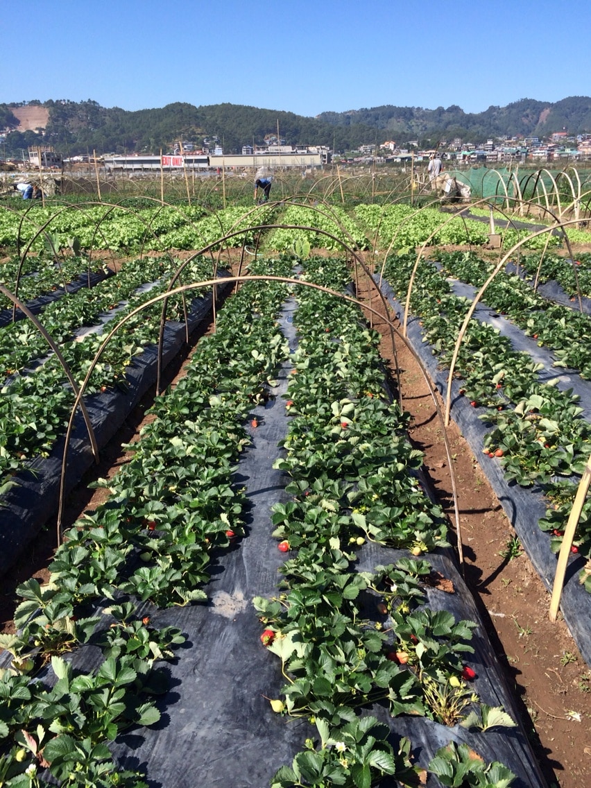 Strawberry Farm, tourists who want to buy are encouraged to pick them by hand. They are assisted to an area for strawberry-picking. A tip is to enter the farm first and not haggle with the people at the gate to get the best bargain from farmers on the inside. #farm #strawberry #baguio #farmer #fruit #plant
