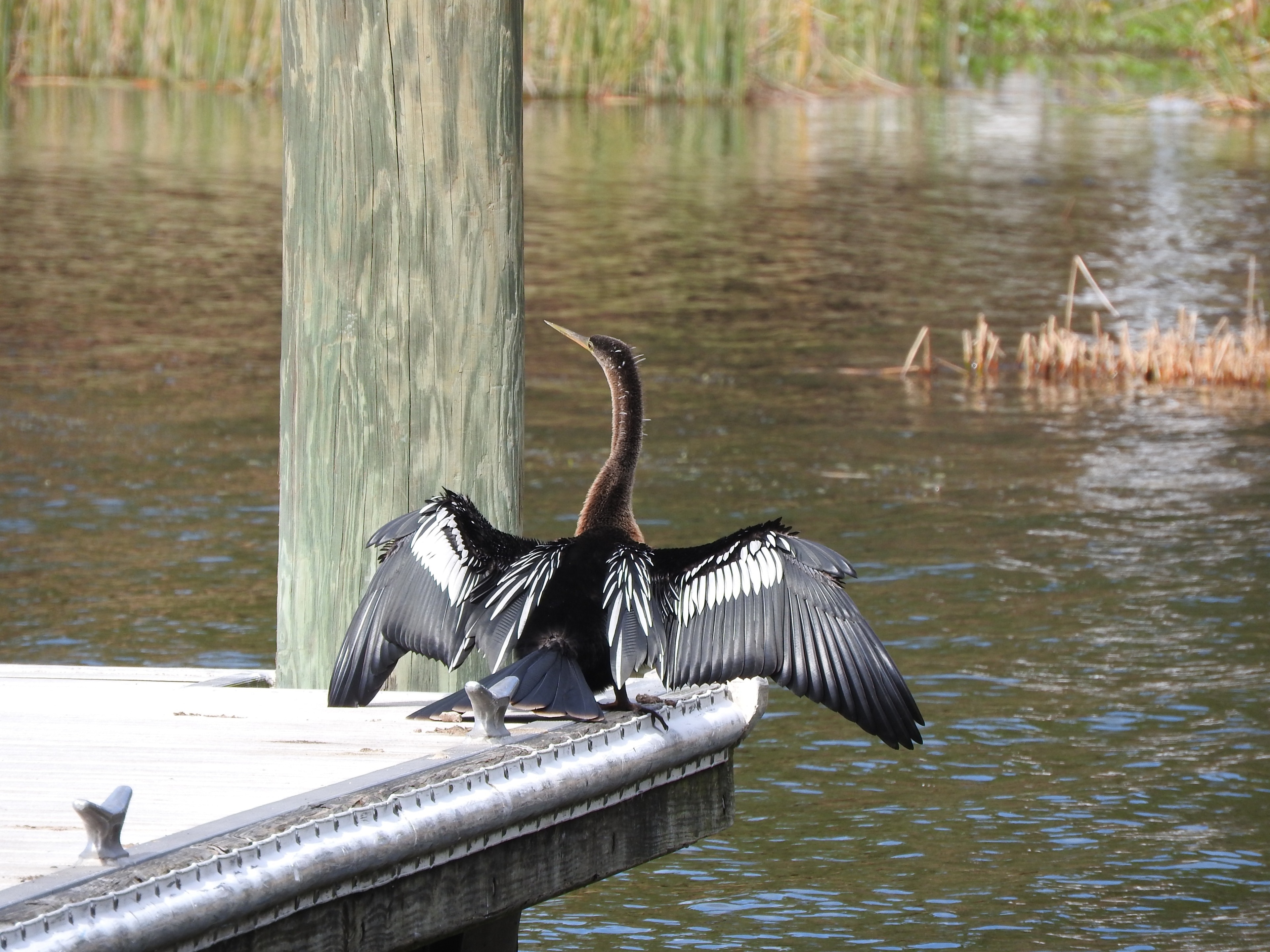 The anhinga (/ænˈhɪŋɡə/; Anhinga anhinga), sometimes called snakebird, darter, American darter, or water turkey, is a water bird of the warmer parts of the Americas. The word anhinga comes from the Brazilian Tupi language and means devil bird or snake bird. The origin of the name snakebird is apparent when swimming: only the colored neck appears above water so the bird looks like a snake ready to strike. They do not have external nares (nostrils) and breathe solely through their epiglottis. (Wiki) November 2018

#Nature