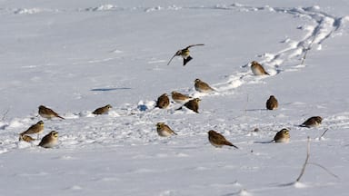 A flock of horned larks in a snowy field. These hearty Winter birds are always fun to watch. They are one of the few winter birds that have color and interesting patterns. At certain times you can see the feather horns on their heads which is where they the name. 