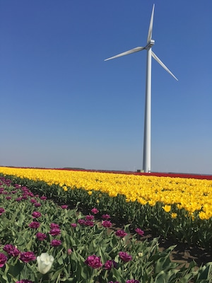 The yearly view I just cannot get used to. Best enjoyed with a small company of tulip vista lovers.