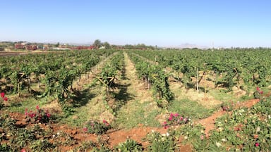 Panorama view of Sula Vineyards.
Enjoy wine tasting🍷

Dec'15