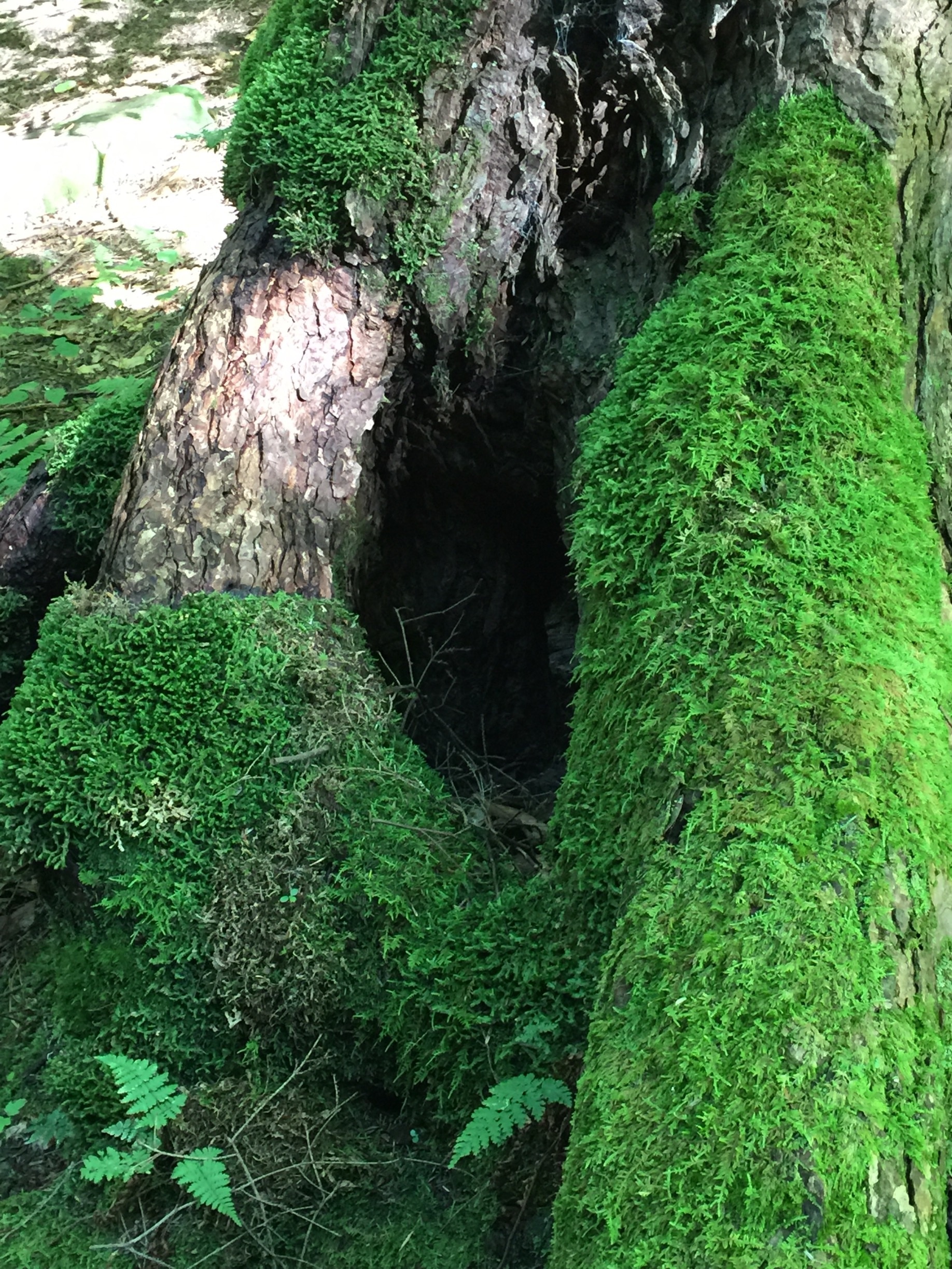 Visit Salamanca 2021 Travel Guide for Salamanca, New York Expedia