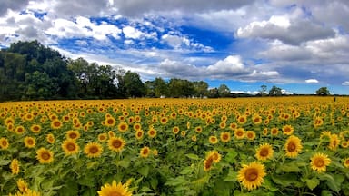On U.S. 68, just outside Yellow Springs, the sunflower field at the Tecumseh Land Trust is sharing all it's glory.