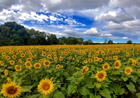 Yellow Springs