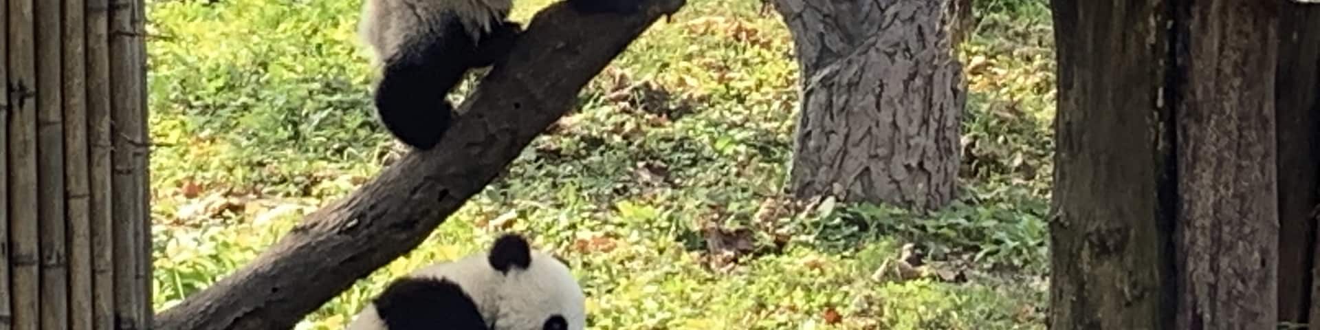 The young pandas were quite active at Dujiangyan Panda Base when I was there. This panda base was intimate and less crowded than the larger one in Chengdu.
