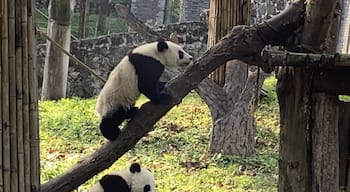 The young pandas were quite active at Dujiangyan Panda Base when I was there. This panda base was intimate and less crowded than the larger one in Chengdu.