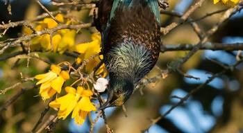 Spring time in the Waikato, bright yellow kowhai trees and the tui singing and feeding in the tree.