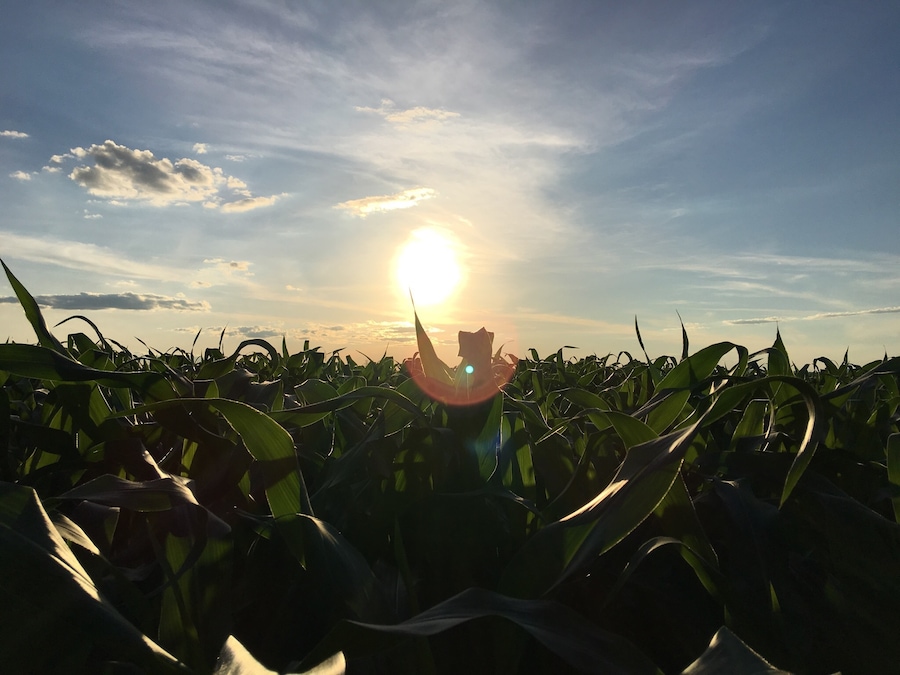 Corn fields of Amish Country