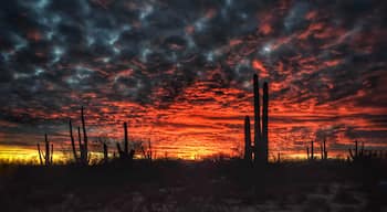 #Trovember —Winter nightfalls in the Sonoran Desert; you can’t make this stuff up! Tucson sunsets are the best... #MyBackyard