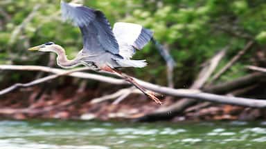 Beautiful heron taking flight
#BVStrove 