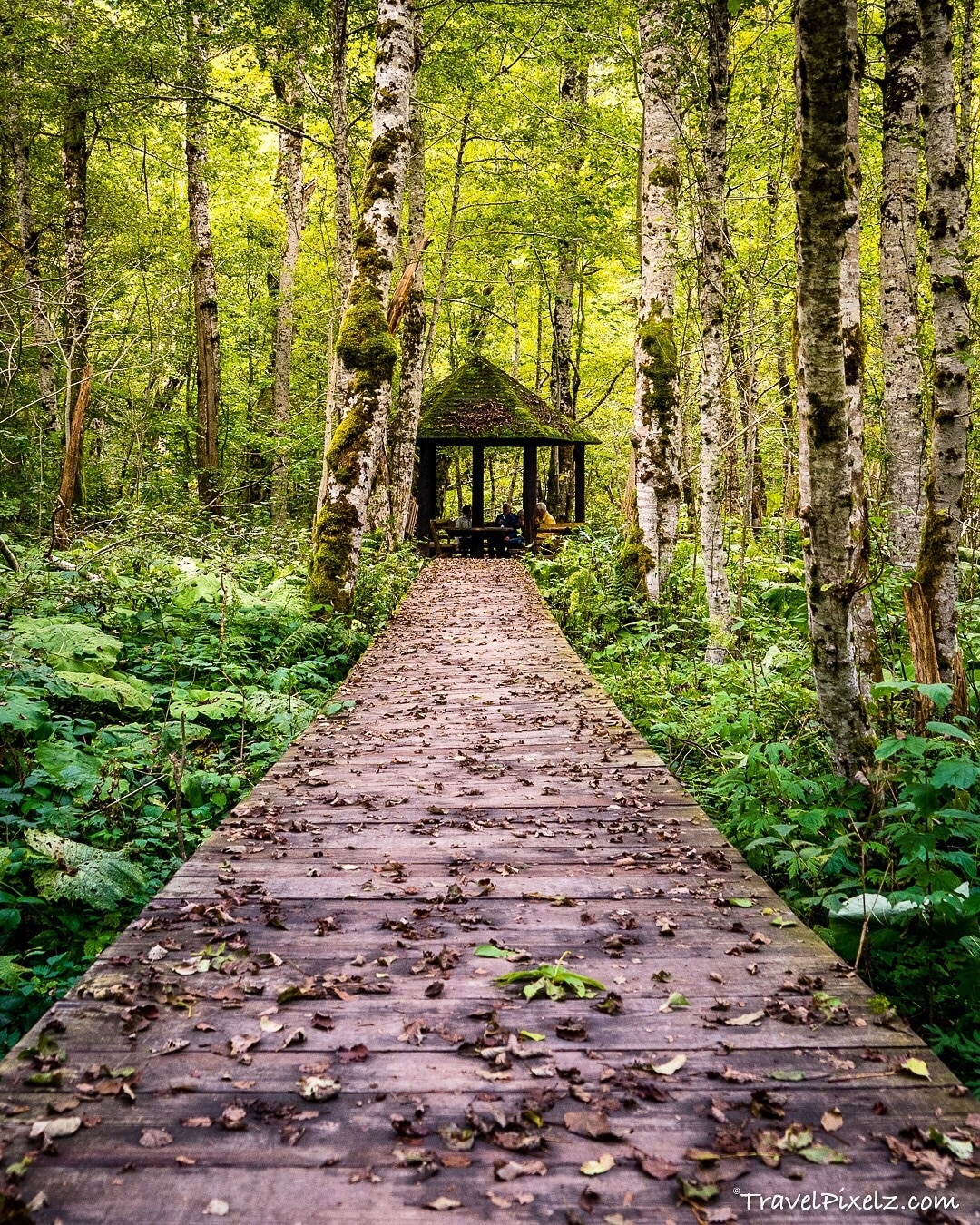 Todo 18+ Foto parque nacional de biogradska gora Mirada tensa