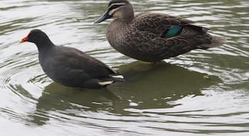 Balyang Sanctuary in Geelong is a great place for families to visit. The area was converted to a haven for various waterbirds including ducks, pelicans and cormorants. It is very close to the Barwon River Trail and has many tables for picnics. 

Birdwatchers can find many interesting animals here if they explore it in depth. #localgem