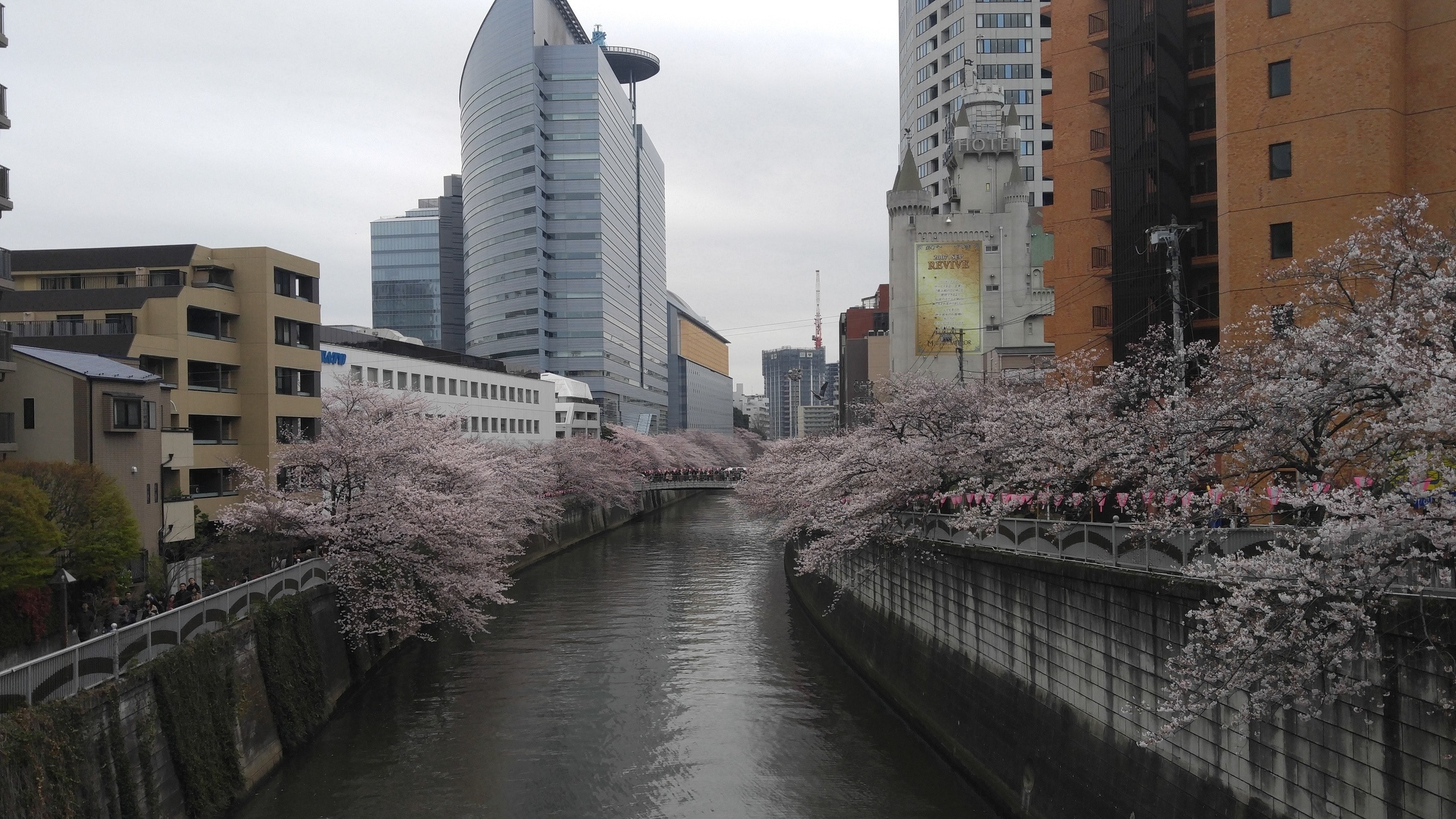 Meguro river with Sakura Blossom