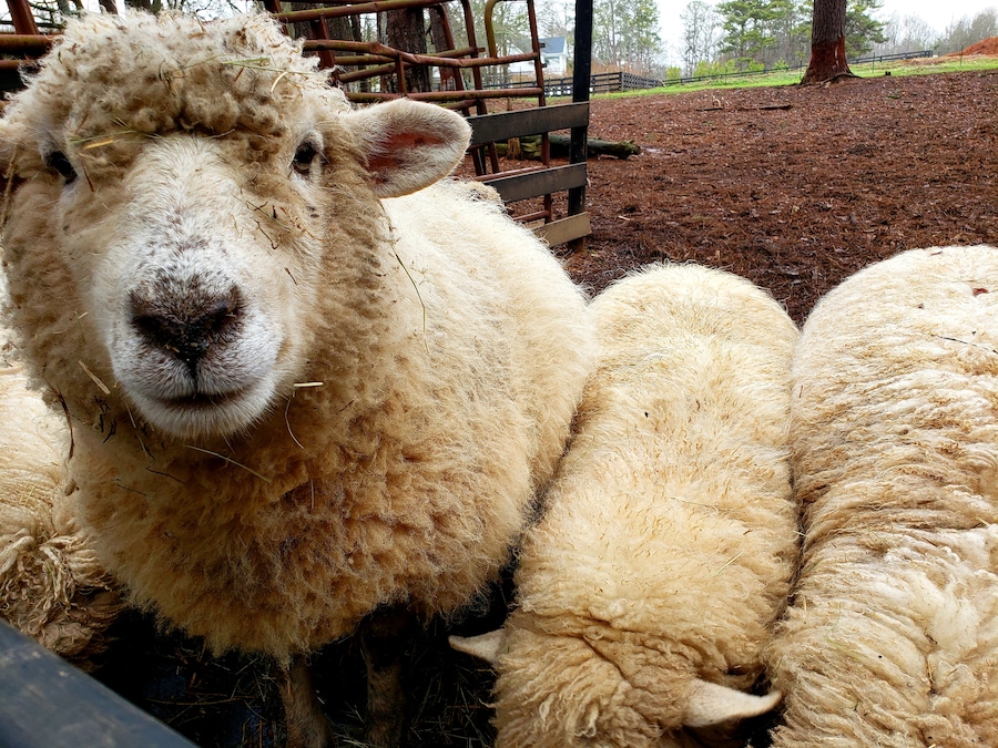 Animal Village at Serenbe Inn - sheep