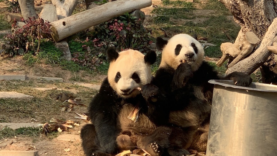 Macao Giant Panda Pavilion