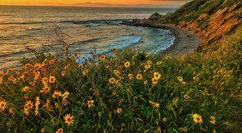 The shore glows at sunset in Palos Verdes, California 

#green